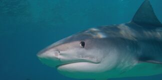 Biólogo mexicano fue atacado por tiburón con “mordida defensiva”