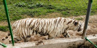Hallan sin vida a tigre que escapó de zoológico en Xicotepec