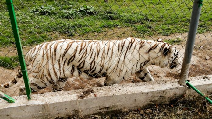 Tigre de bengala
