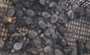 Profepa rescata y libera 700 crías de tortuga en Los Cabos