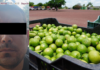 Detienen a presunto extorsionador de limoneros en Michoacán