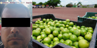 Detienen a presunto extorsionador de limoneros en Michoacán