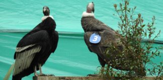 Dos cóndores andinos ayudan a identificar áreas vitales para su protección