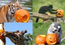 Animales de Whipsnade participan en celebración de Halloween