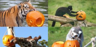 Animales de Whipsnade participan en celebración de Halloween
