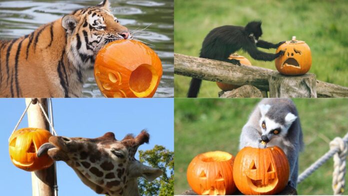 El zoológico de Whipsnade celebró un Halloween adelantado y Día de Muertos adaptado para sus animales, con calabazas aromatizadas, alimentos especiales y decoraciones seguras en los recintos.