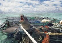 Buzos en Puerto Vallarta buscan combatir “redes fantasma”