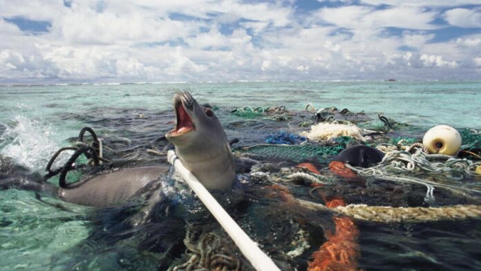 El grupo operativo, llamado BUZMAR, nace con el objetivo de reducir el daño que estas redes causan a la fauna marina y a los hábitats costeros.