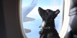 Unión Europea considera a las mascotas en vuelos como equipaje