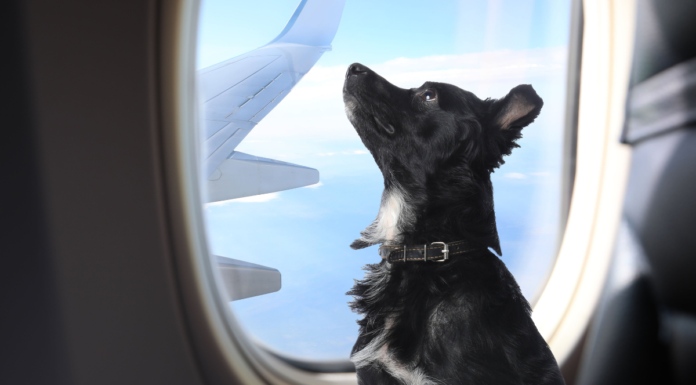 Unión Europea considera a las mascotas en vuelos como equipaje