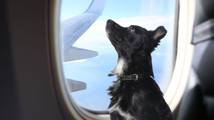 mascotas-equipaje