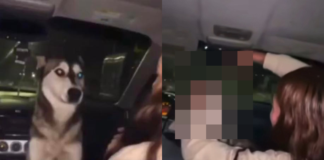 Tunden a joven en Chihuahua por obligar a su perro a beber cerveza