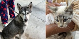 Realizan Jornadas de Protección Animal en cuatro colonias de la capital