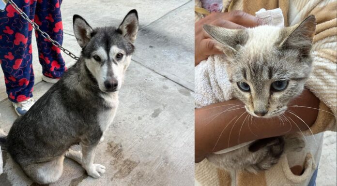 Realizan Jornadas de Protección Animal en cuatro colonias de la capital