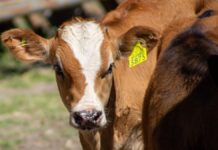 Cuidan al ganado bovino de tuberculosis y brucelosis en la Mixteca Poblana