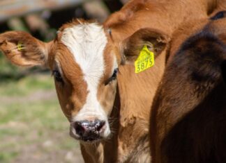 Cuidan al ganado bovino de tuberculosis y brucelosis en la Mixteca Poblana