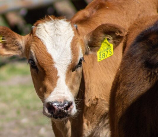 Cuidan al ganado bovino de tuberculosis y brucelosis en la Mixteca Poblana