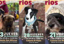 Atlixco ofrecerá jornadas veterinarias gratuitas