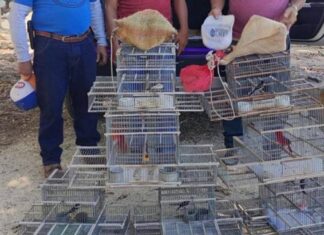 Caen en Yucatán tres presuntos traficantes de aves en peligro