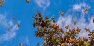 Comienza temporada de hibernación de la mariposa monarca en México