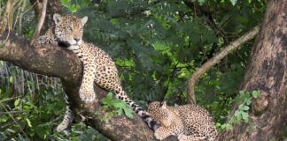 Logran reintroducción exitosa de jaguares en Brasil