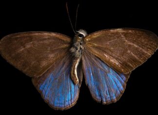 Mariposas pierden brillo por la deforestación en el Amazonas