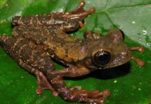 Comunidades y científicos descubren nueva rana amenazada en Perú