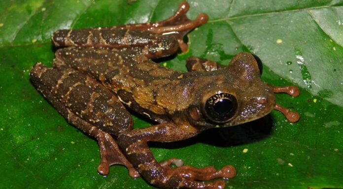 Comunidades y científicos descubren nueva rana amenazada en Perú