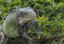 Bajas temperaturas en el este de EU congelarán iguanas