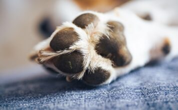 Terapias con perros mejoran el bienestar emocional de pacientes pediátricos