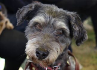 Ofrecen esterilizaciones, vacunas y consultas para mascotas en La Libertad