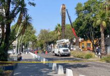 Derribarán cerca de 100 palmeras en Paseo Bravo y la Juárez