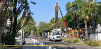 Derribarán cerca de 100 palmeras en Paseo Bravo y la Juárez
