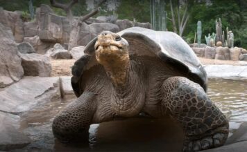 Muere la tortuga Gramma a los 141 años en San Diego