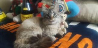 ¡Zafiro vuelve a casa! Regresan al gatito “cobrador” de la Ruta JBS