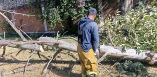 San Pedro Cholula atiende reportes de árboles y postes en riesgo por vientos