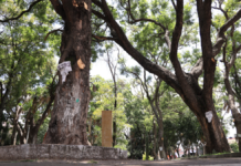 Buscan declarar “árboles patrimoniales” en la capital poblana