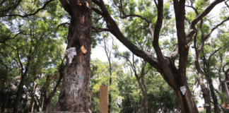 Buscan declarar “árboles patrimoniales” en la capital poblana