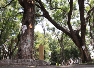 Buscan declarar “árboles patrimoniales” en la capital poblana