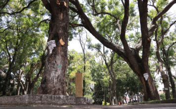 Buscan declarar “árboles patrimoniales” en la capital poblana