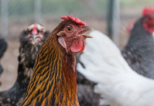 España y Portugal confinan aves de corral por gripe aviar