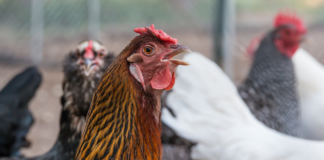 España y Portugal confinan aves de corral por gripe aviar
