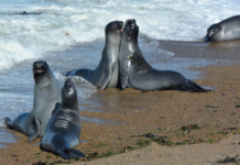Gripe aviar mata al 47% de elefantes marinos en Georgia del Sur