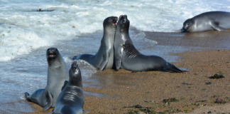 Gripe aviar mata al 47% de elefantes marinos en Georgia del Sur