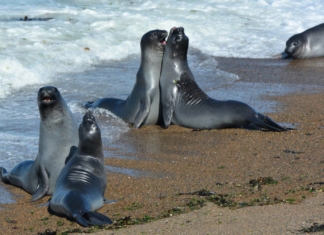 Gripe aviar mata al 47% de elefantes marinos en Georgia del Sur