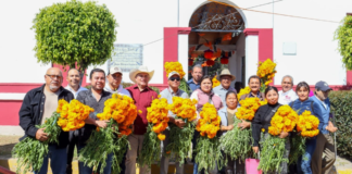 San Pedro Cholula reparte flores de cempasúchil en panteones