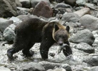 Japón despliega soldados por aumento de ataques de osos