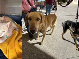 Llevan jornadas de bienestar animal a cinco colonias de Puebla