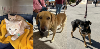 Llevan jornadas de bienestar animal a cinco colonias de Puebla