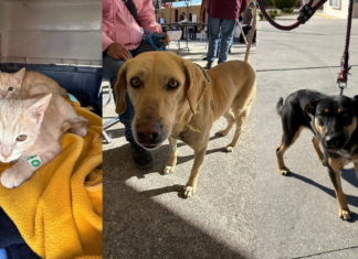 Llevan jornadas de bienestar animal a cinco colonias de Puebla